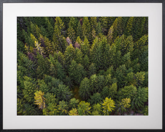 014. Metsas kasvab kuuseke