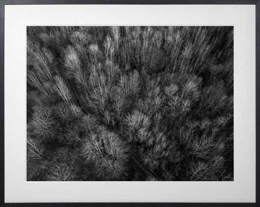 031. Graafiline mets, mustvalge