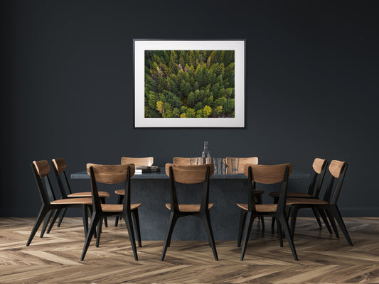 014. Metsas kasvab kuuseke